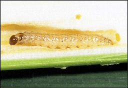 European corn borer