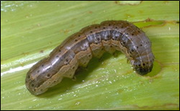 Fall armyworm